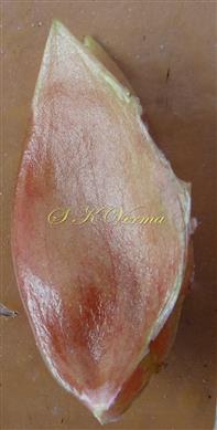  Sepal